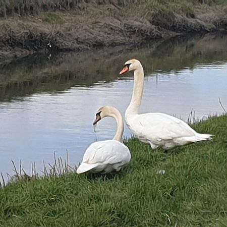 Delightful Cottage On The River Adur Close To Brighton & The Downs No Dogs SorryUpper Beeding エクステリア 写真